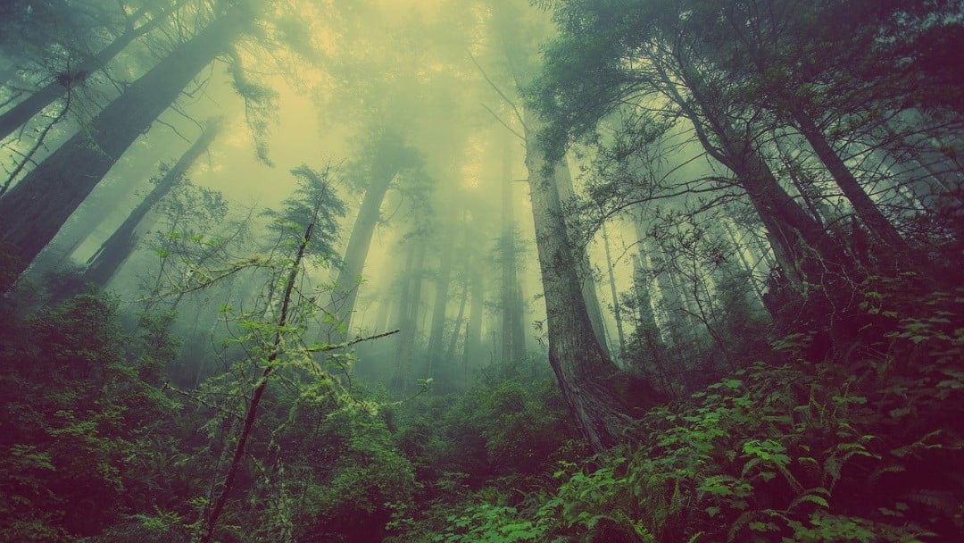 Brain Fog